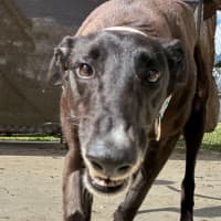 Photo of Royal The Greyhound