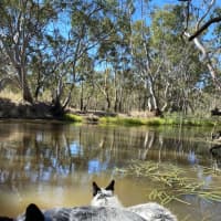 Photo of Benji And Stitch