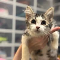 Photo of Smeagle Mc Cotton Ball