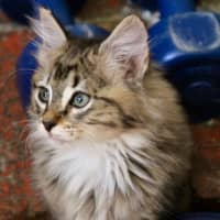 Photo of Boo