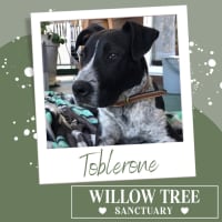 Photo of Toblerone