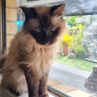 Photo of Opal