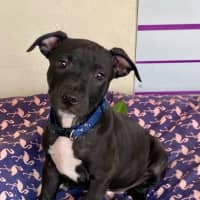 Photo of D1104 Herby