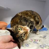Photo of Rosie