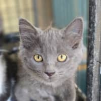 Photo of Pixel