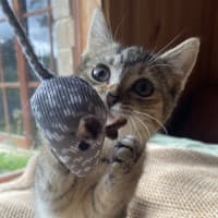 Photo of Tawny 