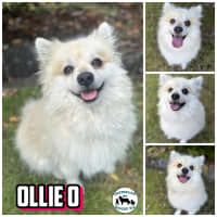 Photo of Ollie O 