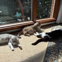 Photo of Banksia 🌺💐🌸