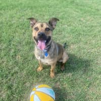 Photo of Gunner 