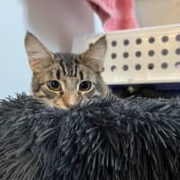 Photo of Picklebean