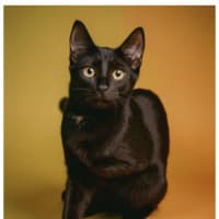 Photo of Bowie