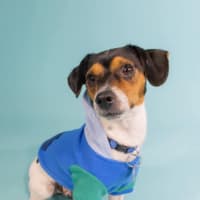 Photo of Astro