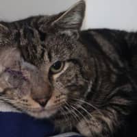 Photo of Louie