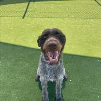 Photo of Juno Imp 1493