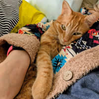Photo of Toby