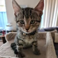 Photo of Tilly (Was Petal)