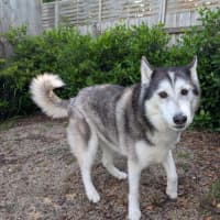 Photo of Sheeba