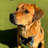 Photo of Clifford