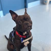 Photo of Letti   2 Year Old Boston Terrier X Staffy