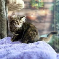 Photo of Jasmine   Located In Bentleigh