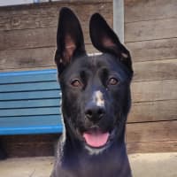 Photo of Nova