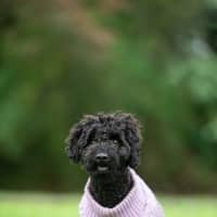 Photo of Rex