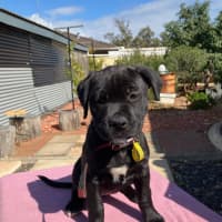 Photo of Hallie