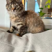Photo of Rhea