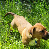 Photo of Valkyrie   6 Month Old Staffy X