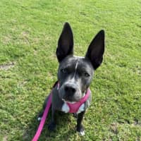 Photo of Luna