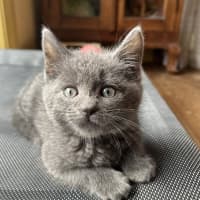 Photo of Yoshi
