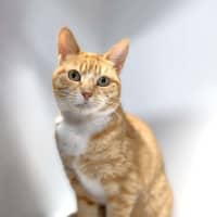 Photo of Goldie
