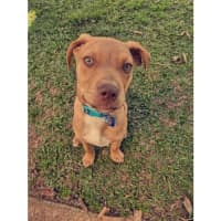 Photo of Gunner *$350 Adoption Fee*