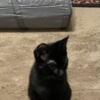 Photo of North   Meet Me At Adoption Day In Ballarat 28/2