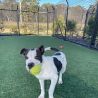 Photo of Iggle Piggle Imp 1690