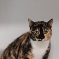 Photo of Bonnie