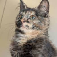 Photo of Bella