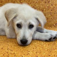 Photo of Blu