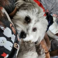 Photo of Archie