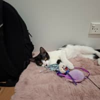 Photo of Oreo