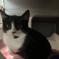 Photo of Barney