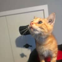 Photo of Amos
