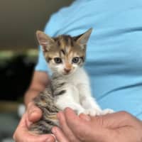 Photo of Alex And Scarlett   9 Week Old Domestic Shorthairs