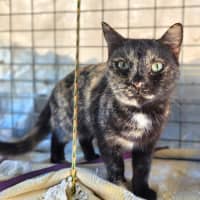 Photo of Lollipop 🍭