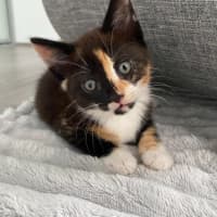 Photo of Poppy