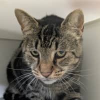 Photo of 🚆 Thomas 5953 🚆