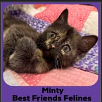 Photo of Minty