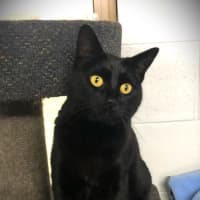 Photo of Midnight