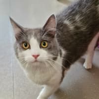 Photo of C1340 Hamish