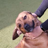 Photo of Ruby